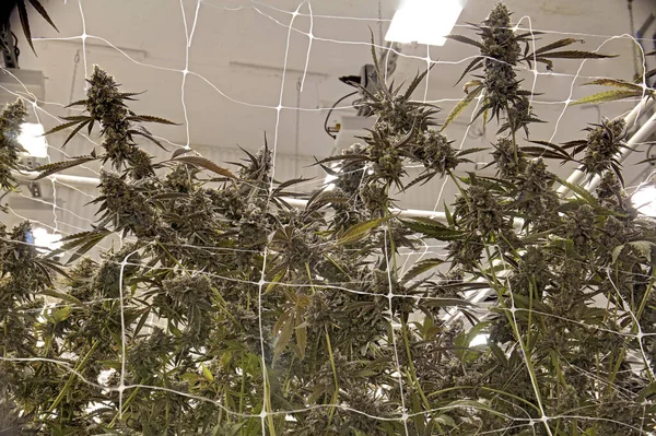 大麻の成長室大きな植物の開花 Big Buds — ストック写真