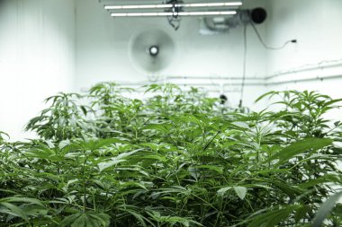 Yasallaştırılmış Sera Cannbis Marihuana Keneviri Yetiştirme Yasallaştırılmış Uyuşturucu Satışı