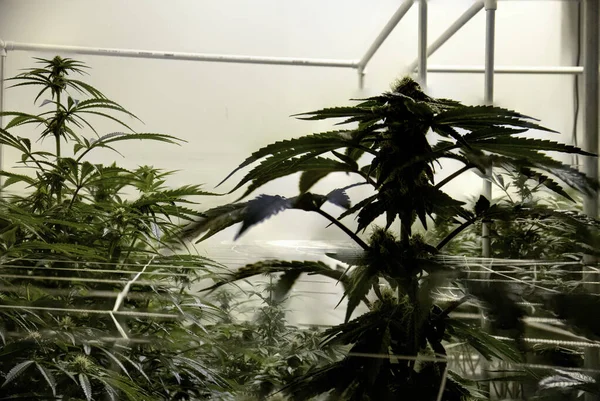 大麻屋内成長ルーム レクリエーションマリファナ会社の背景 — ストック写真
