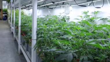 Ticari Serada Marihuana keneviri yetiştirmek LED Işıklar Yasal Uyuşturucu Ticareti