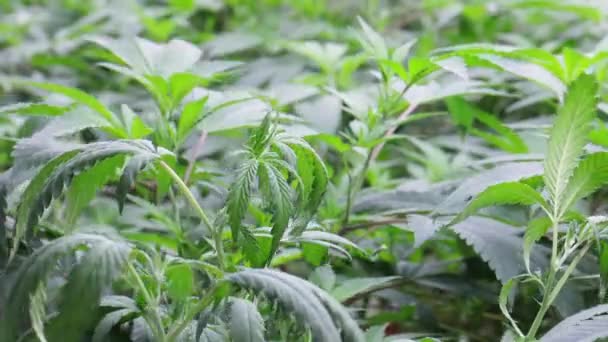 Κάνναβη Μαριχουάνα Χέμπ Φυτά Φόντο Ταπετσαρία Πράσινο Φύλλα — Αρχείο Βίντεο