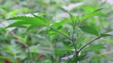 Ticari Yasal Marihuana Yetiştirme İşletmesindeki Genç Esrar Klonları Bitki Ürünleri Tohumları