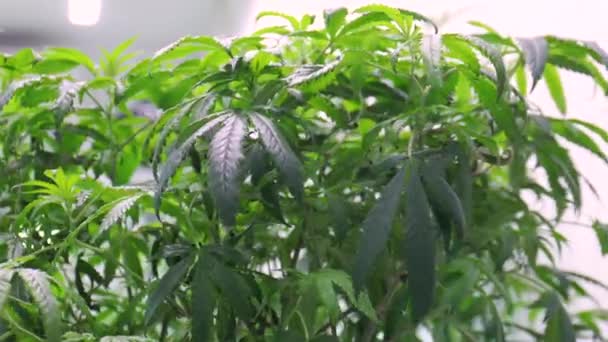 Выращивание конопляных семян видео прут ли листья марихуаны