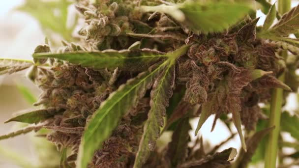 Медицинский марихуана видео что грозит за хранение и употребление конопли