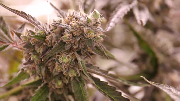 Makro Marihuana Knospe Aus Großaufnahme Von Pflanzenkristallen Trichome Blätter Orangenhaare — Stockvideo