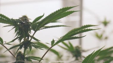 Marihuana İlacı İçerde Büyüyor Bitkilere Yakın Bakış
