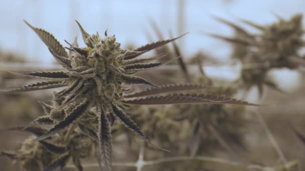 Pianta Cannabis All Interno Del Magazzino Coltivazione Commerciale — Video Stock