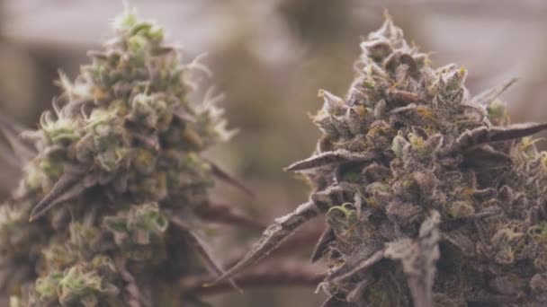 Fechar Duas Plantas Floridas Cannabis — Vídeo de Stock