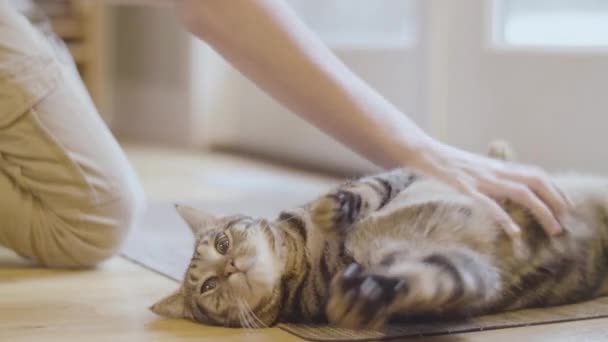 Niño Mascotas Gato Relajado — Vídeo de stock