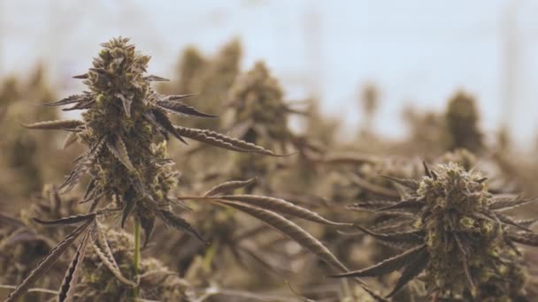 Plantas Cannabis Cultivando Marihuana Médica Granja Copiar Espacio Fondo — Vídeo de stock