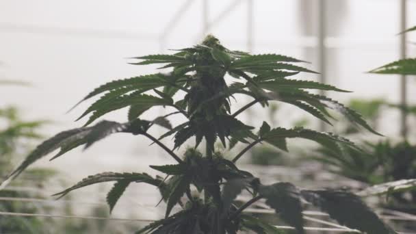 農業マリファナ植物の屋内広角女性の大麻の芽と葉のショット — ストック動画