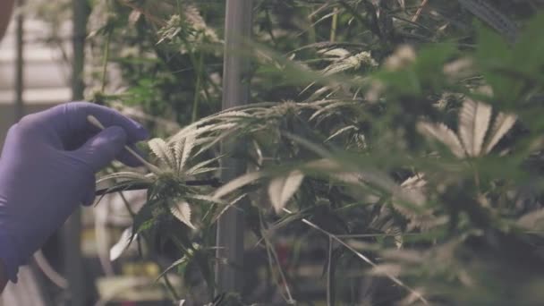 Cannabis Landbouw Boerderijkweker Bestuivende Plant Stigmas Nieuw Ras Van Genetica — Stockvideo