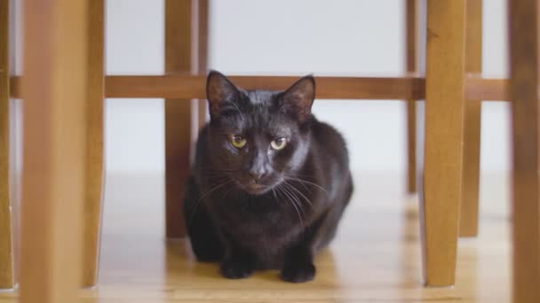 Waarschuw Zwarte Kat Kijkend Van Onder Stoelen — Stockvideo