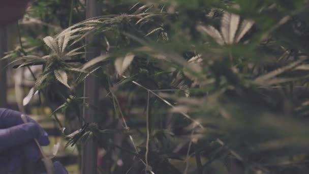 Cruzar Las Plantas Cannabis Polinizadoras Laboratorio Cultivo Agrícola Con Hisopos — Vídeos de Stock