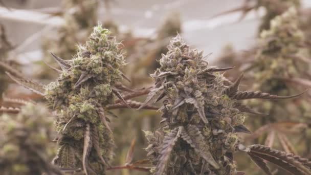 Konopí Marihuana Rostoucí Koncept Zblízka Makro Záběr Dvou Velkých Kvetoucích — Stock video