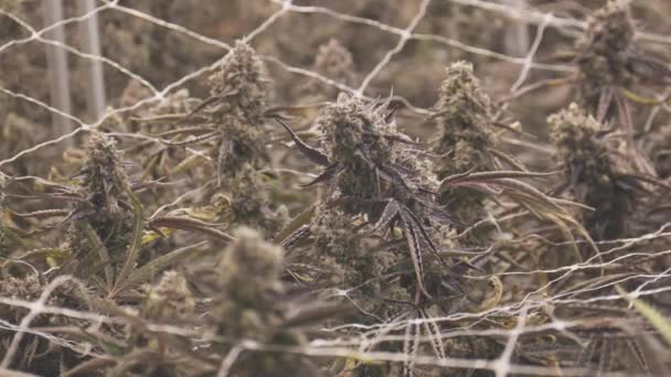 Antecedentes Planta Marihuana Cáñamo Cannabis Numerosas Copas Brote Flores Cbd — Vídeo de stock
