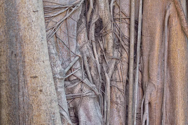 Φυσικός Κορμός Δέντρου Grunge Ρίζες Οργανική Υφή Φόντου — Φωτογραφία Αρχείου