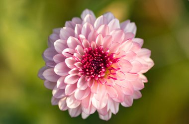 Fresh bright Pink chrysanthemum in autumn garden. Close up a pink chrysanthemum. Pink flower concept.