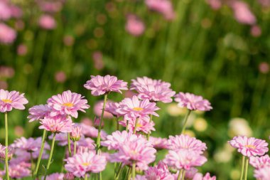 Fresh bright Pink chrysanthemums in autumn garden. Close uppink chrysanthemums. Pink flowers concept.