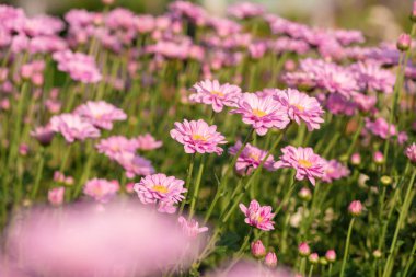 Fresh bright Pink chrysanthemums in autumn garden. Close uppink chrysanthemums. Pink flowers concept.