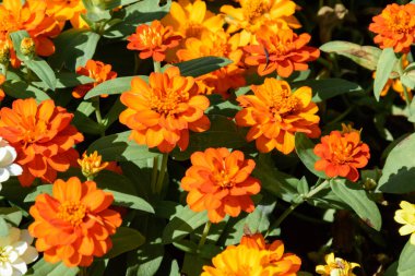 Parlak güneşli bir günde bahçede çiçek açar..