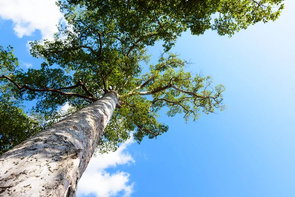 View up to the tree top of a huge plane tree in blue sunny day.