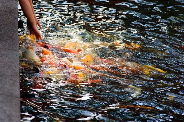 Bunte Karpfen Oder Koifische Schwimmen Koi Fische Schwimmen Teich Ansicht — Stockfoto