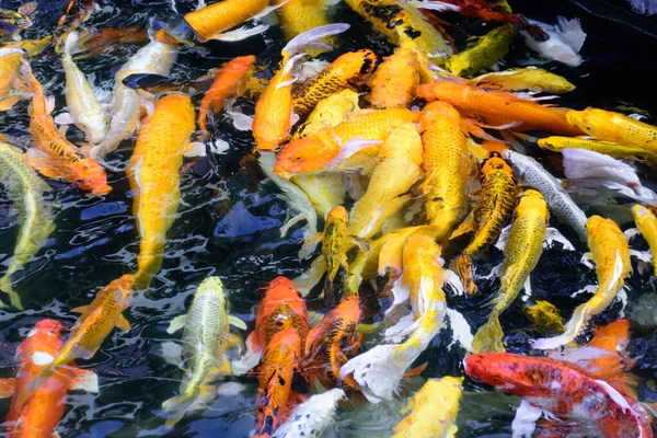 Colorful fancy carp fish or koi fish are swimming. Koi Fish swimming in the pond. Top view and zoom in for close up. Water is clear black and reflection of light.