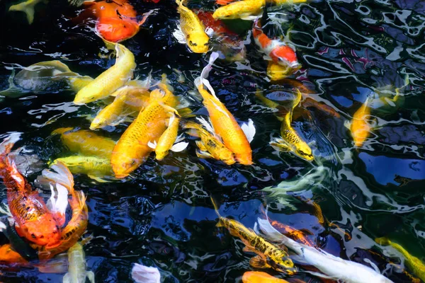 Colorful fancy carp fish or koi fish are swimming. Koi Fish swimming in the pond. Top view and zoom in for close up. Water is clear black and reflection of light.
