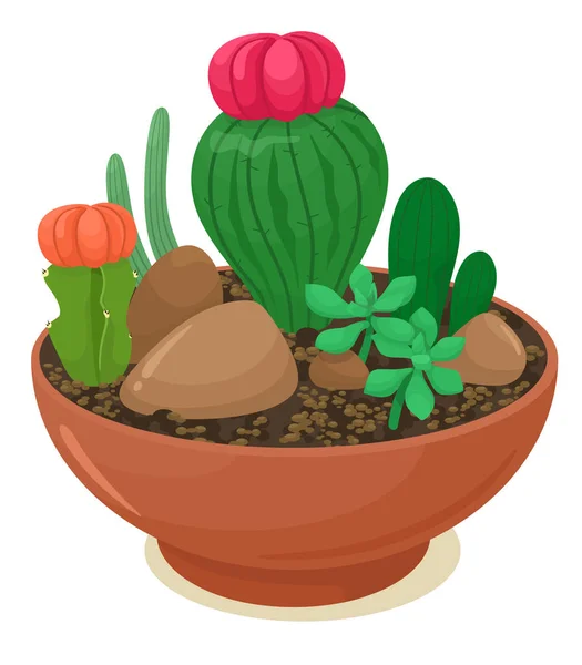 Decorative cacti and succulents in a flower container. Vector illustration in cartoon flat style. White background.