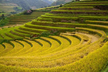 Vietnam 'da teraslı pirinç tarlaları