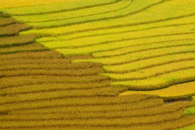 Vietnam 'da teraslı pirinç tarlaları