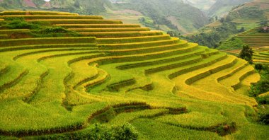 Vietnam 'da teraslı pirinç tarlaları