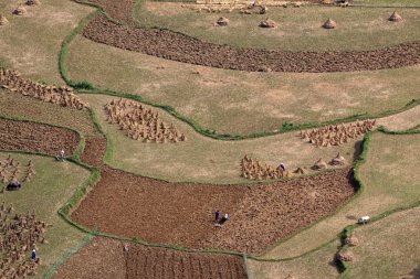 Vietnam 'da teraslı pirinç tarlaları