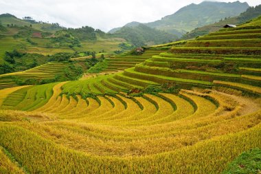 Terraced rice fields in Vietnam clipart