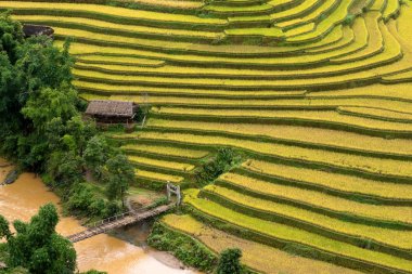 Vietnam 'da teraslı pirinç tarlaları
