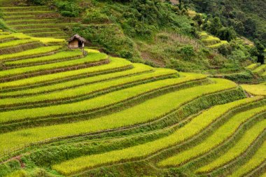 Vietnam 'da teraslı pirinç tarlaları