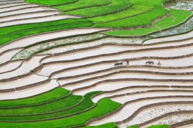 Vietnam 'da teraslı pirinç tarlaları
