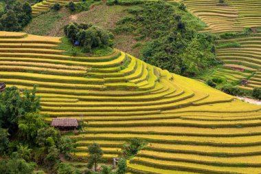 Vietnam 'da teraslı pirinç tarlaları