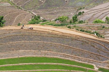 Vietnam 'da teraslı pirinç tarlaları