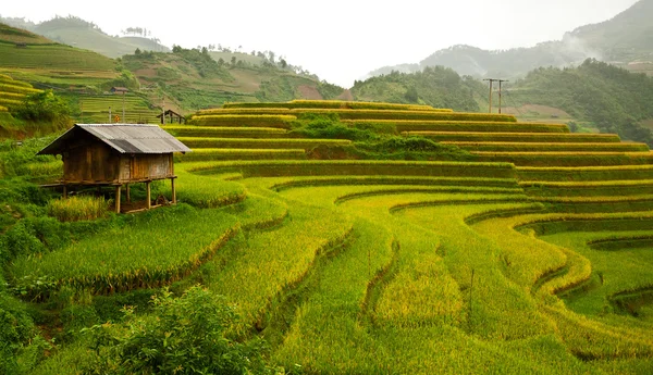 Vietnam 'da teraslı pirinç tarlaları