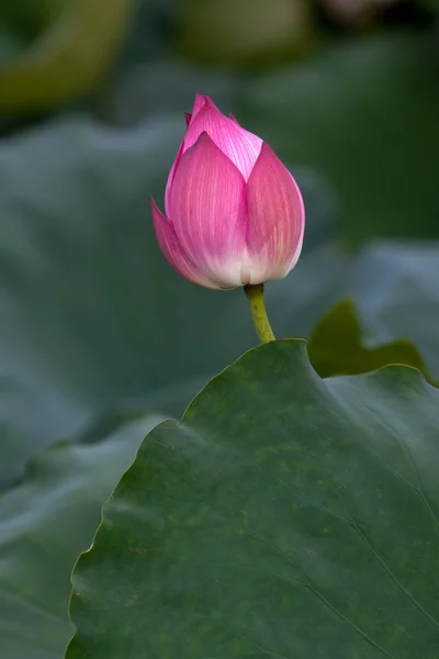 Beautiful lotus flowers in Vietnam — Stock Photo, Image