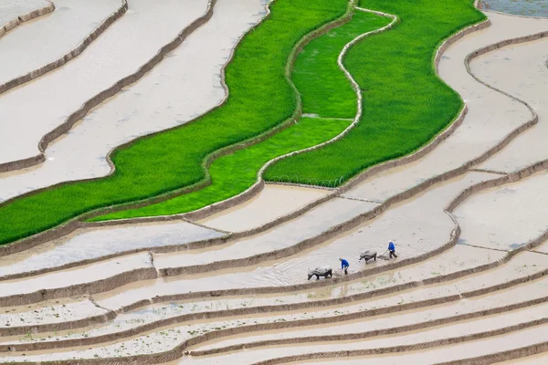 Terasová rýžová pole ve Vietnamu — Stock fotografie