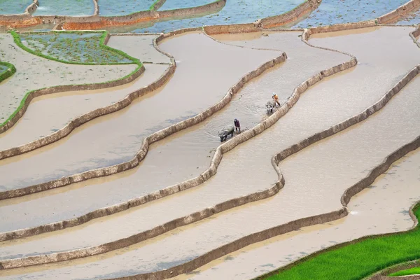 Campos de arroz adosados en Vietnam —  Fotos de Stock