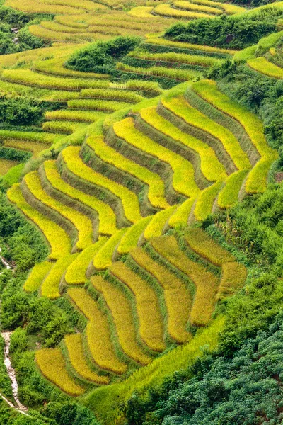 Terasová rýžová pole ve Vietnamu — Stock fotografie