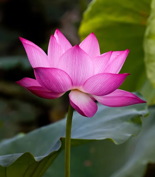 Beautiful lotus flowers in Vietnam — Stock Photo, Image