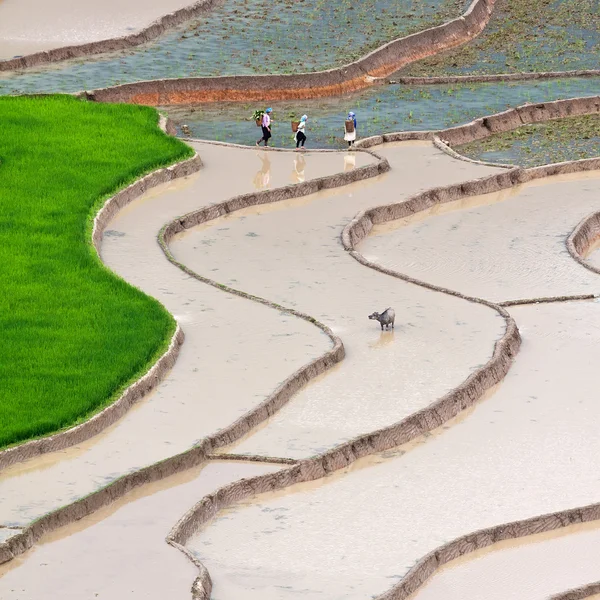 Terasová rýžová pole ve Vietnamu — Stock fotografie