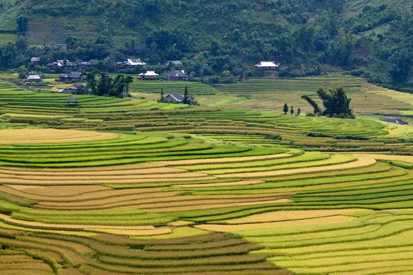 Terrasserade risfält i Vietnam — Stockfoto