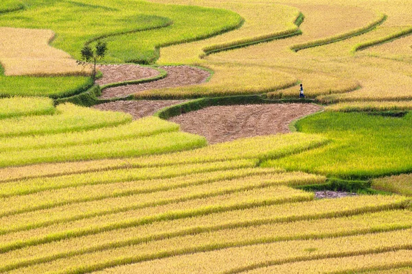 Terasová rýžová pole ve Vietnamu — Stock fotografie