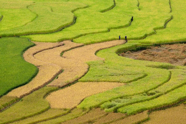 Terasová rýžová pole ve Vietnamu — Stock fotografie